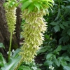 Eucomis bicolor -- Ananaslilie